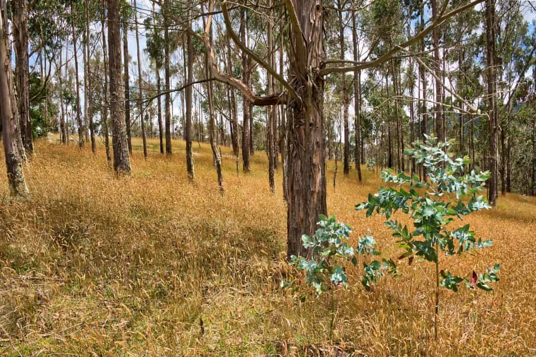 Woody plants work with microbes to shape the soil they live in