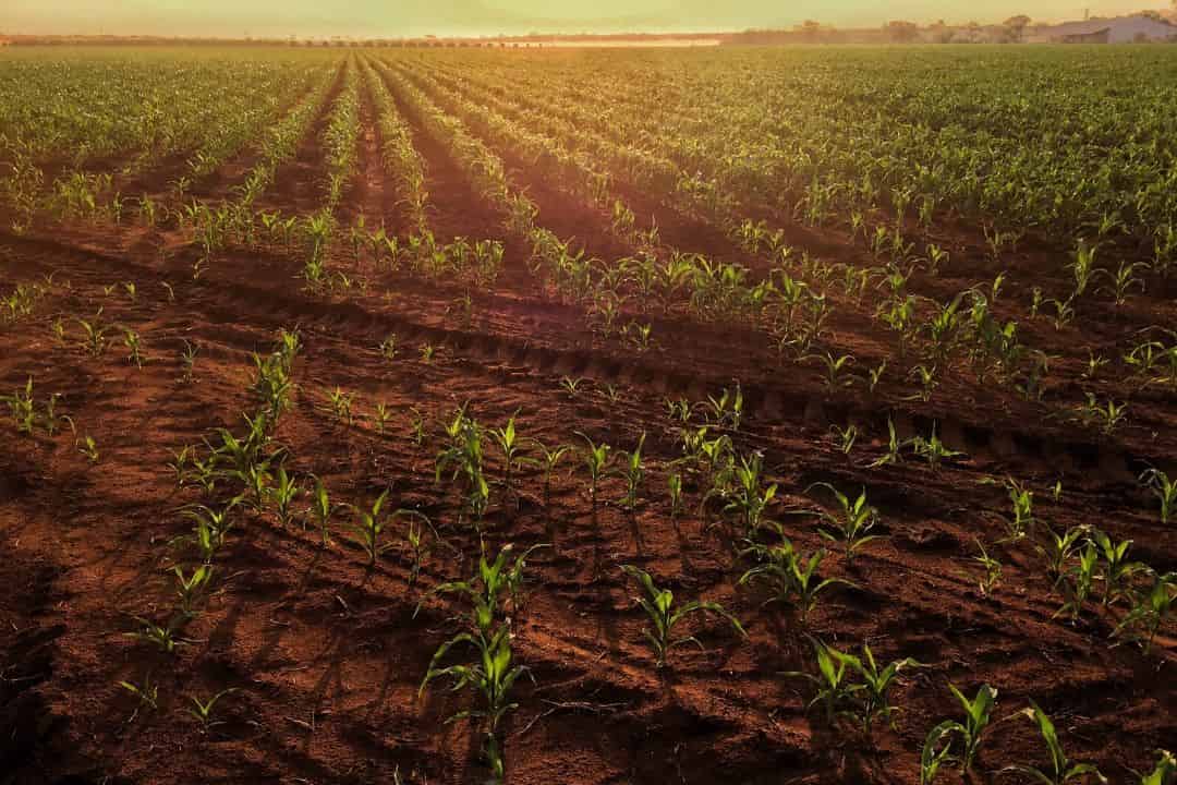 From stable rules to complex shapes in plant modelling