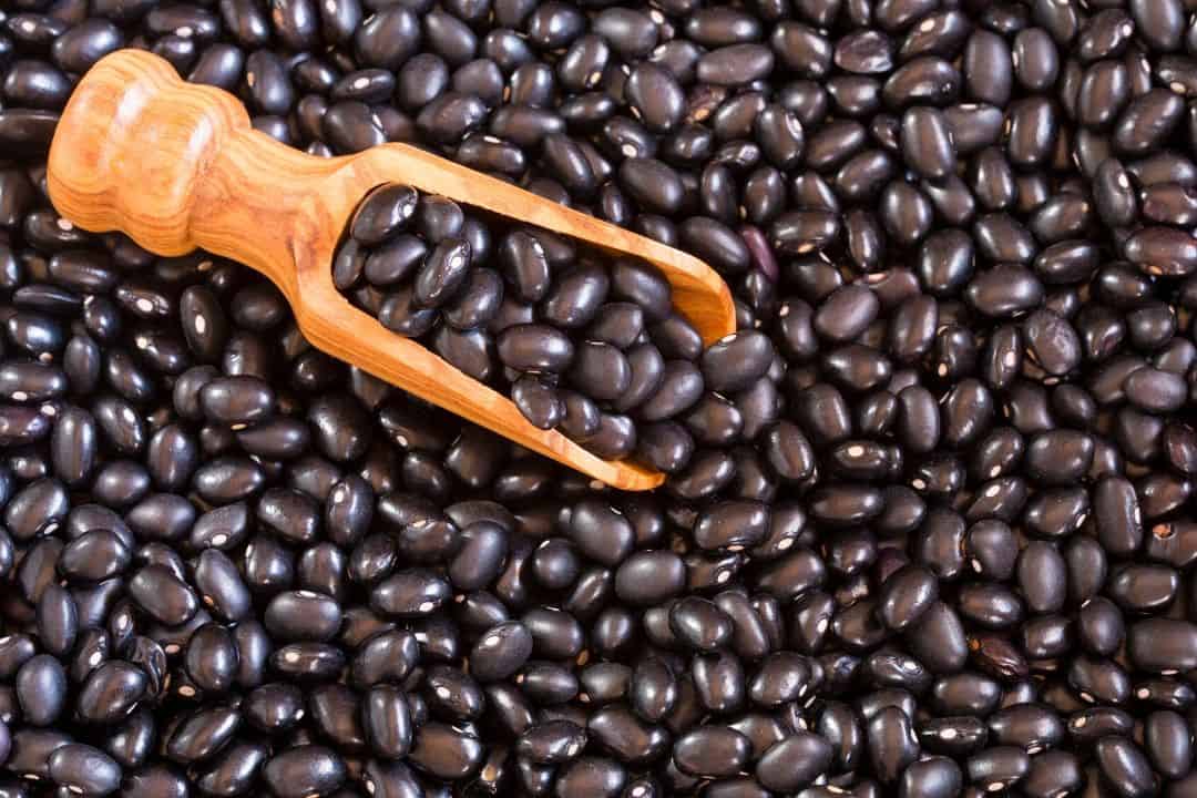 Wild relatives of beans retain useful drought resistance