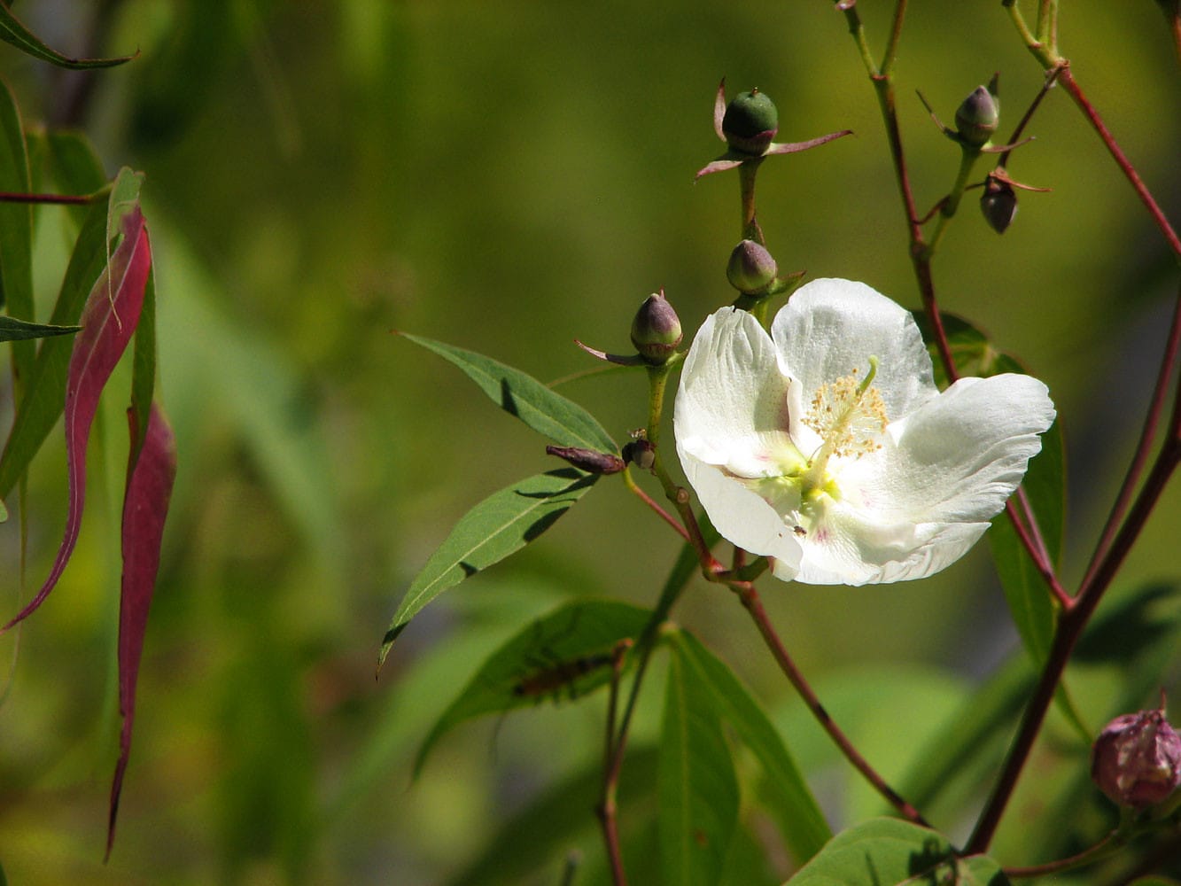 Cold stress tolerance genes of the wild cotton species Gossypium thurberi