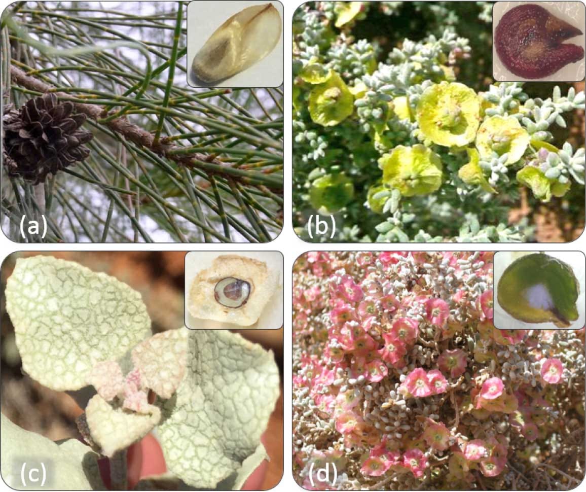 Risk-takers and risk-avoiders: germination sensitivity to water stress in an arid zone with unpredictable rainfall