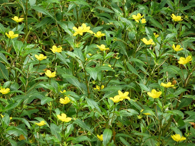 Resprouting potential of rhizome fragments in an invasive aquatic plant