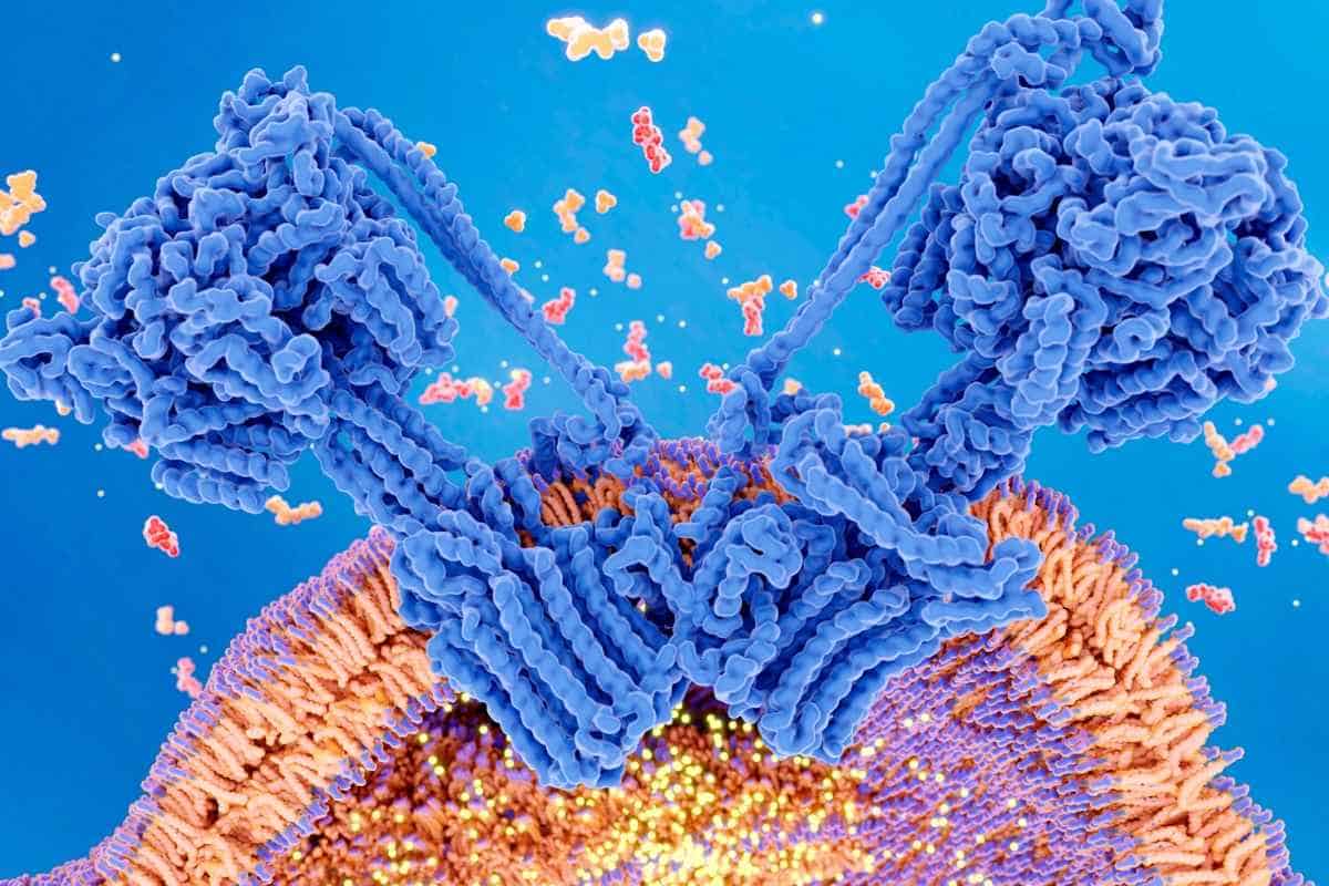 Scientists find critical receptor that allows plant cells to pass stress signals