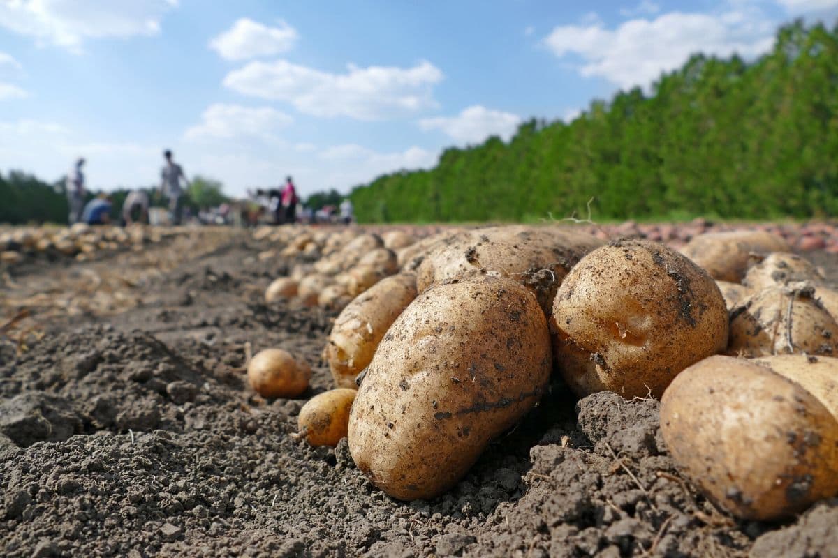 Potato-associated bacteria can act as bodyguards