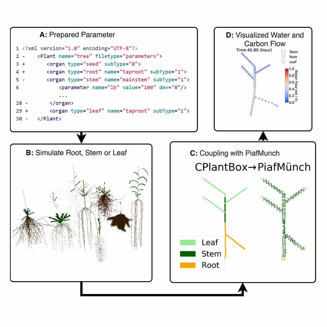 A new whole-plant framework simulates realistic water and carbon flow