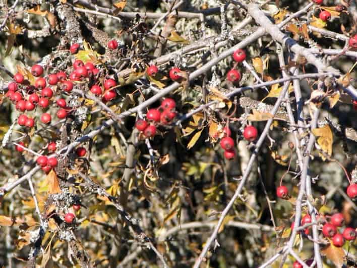 Drivers of intraspecific variation in seed dispersal are diverse and pervasive