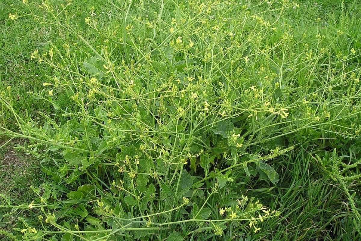 Resistance to the herbicide 2,4-D is complex in wild radish