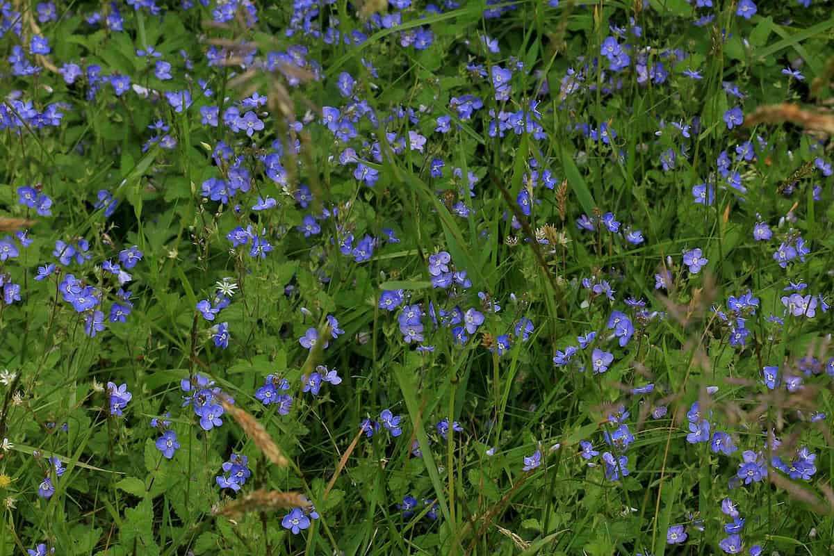 Distribution of Veronica polyploids is influenced by both habitat differentiation and historic glaciation