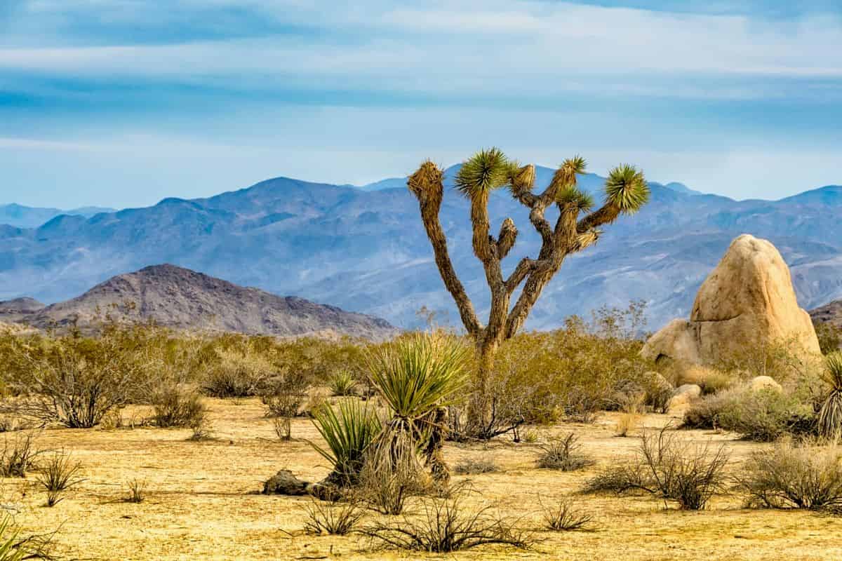 Migration of plant species will not compensate for losses in diversity in a warming world