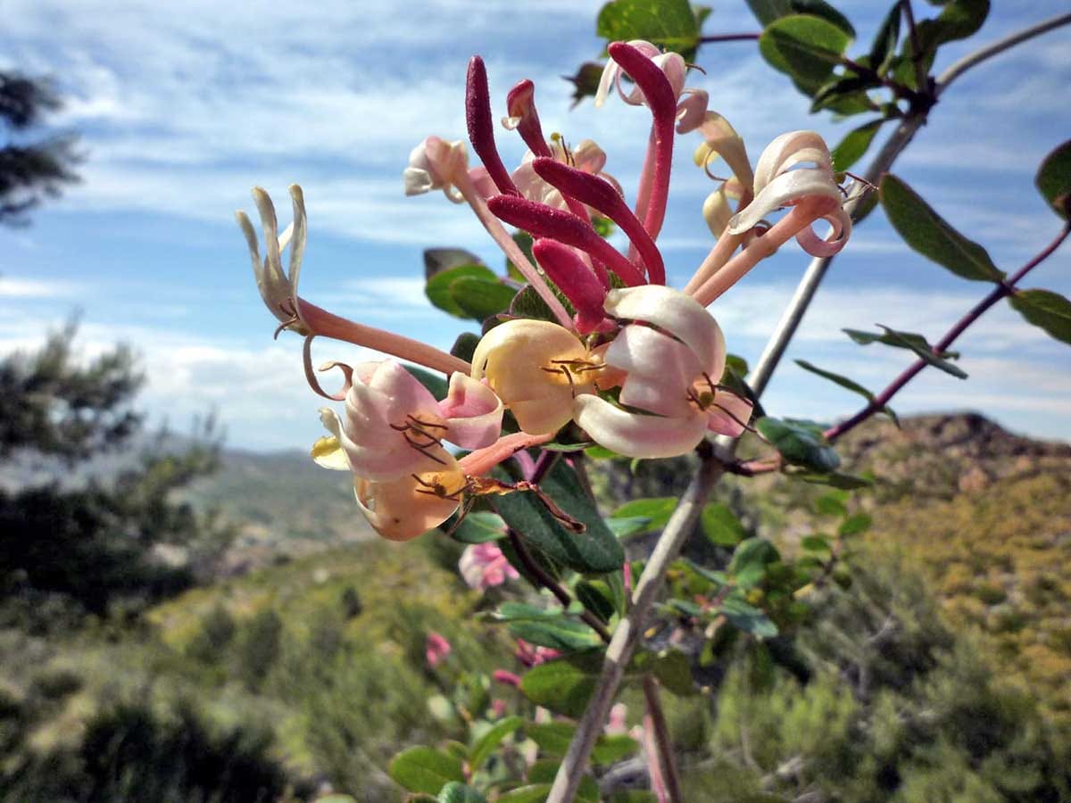 Continuous variation in herkogamy in Mediterranean honeysuckle populations