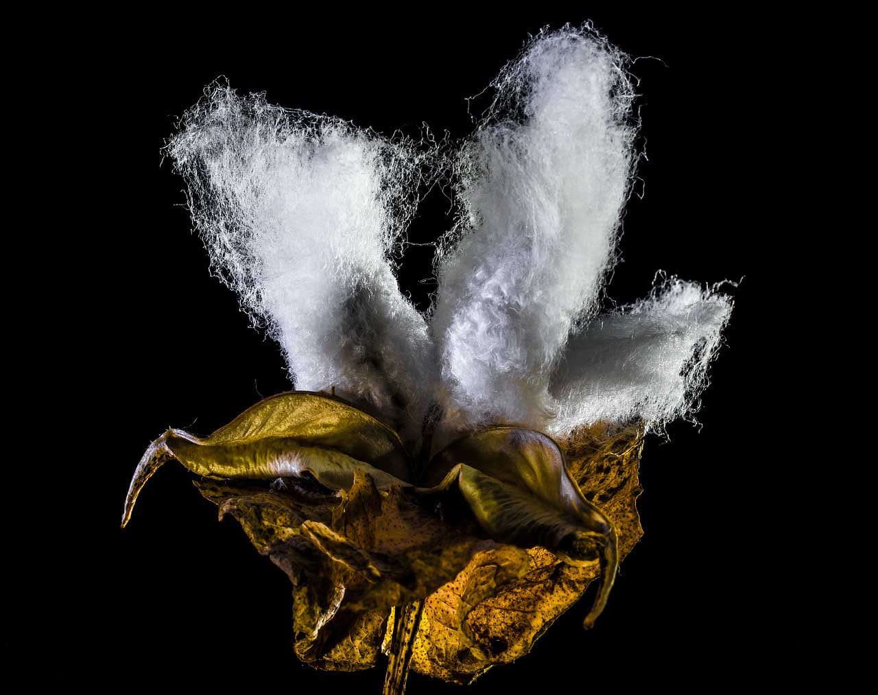 Expression of aquaporin subtypes in cotton under salt stress