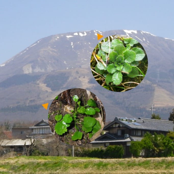 Arabidopsis halleri: a model system for studying population differentiation and local adaptation