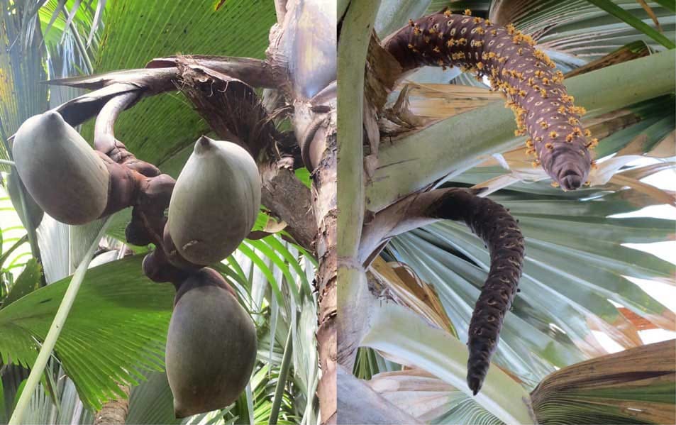 Are males and females produced in equal proportions in the sexually cryptic coco de mer?