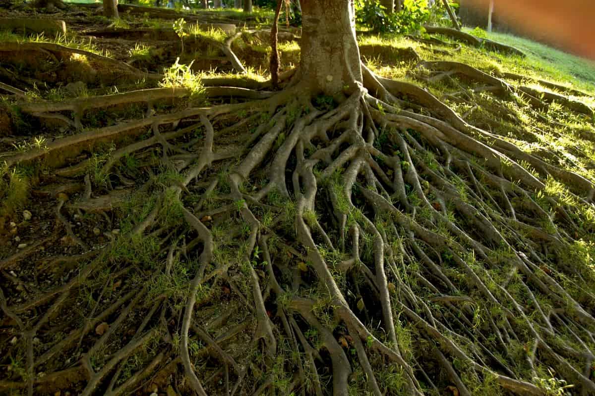 Roots