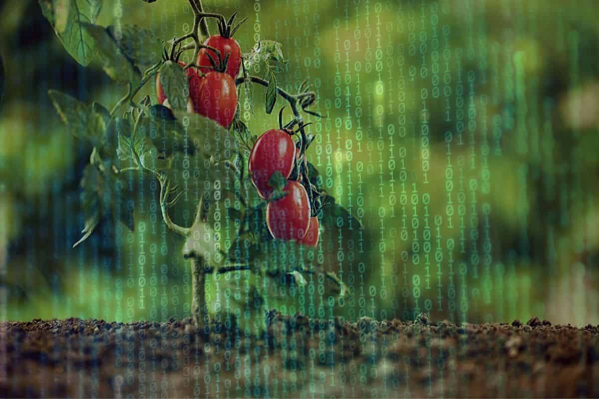 How Important Is Leaf Realism in Functional-Structural Plant Modelling?