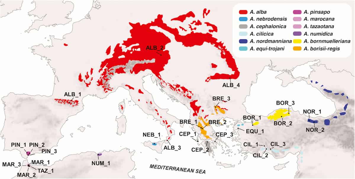 Diversification in Mediterranean firs occurred much earlier than expected