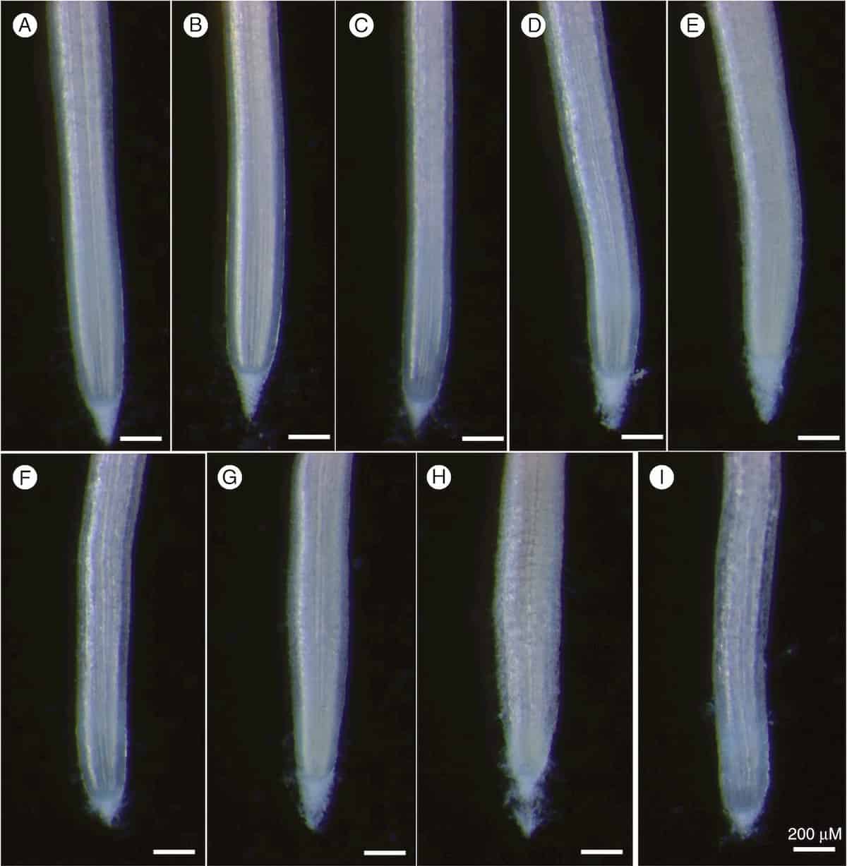 Delayed aluminium exclusion in signal grass is energy-dependent
