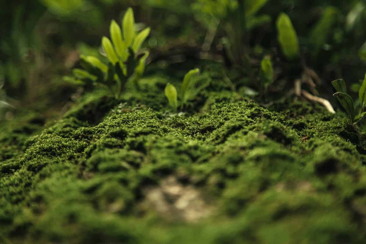 Puzzles in Moss Genome Evolution