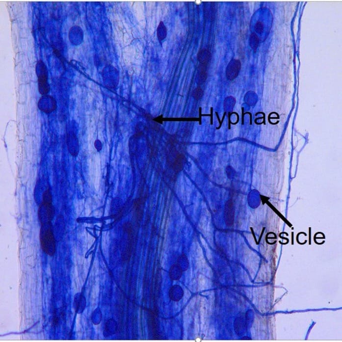Root flavonoids are related to enhanced AMF colonization of an invasive tree