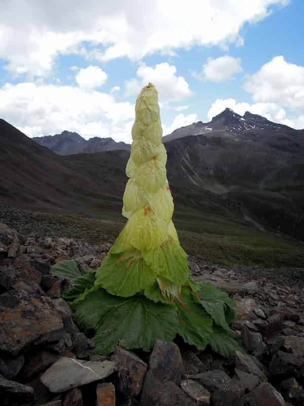 Excessive Nibbling May Interfere With Reproduction for the Noble Rhubarb