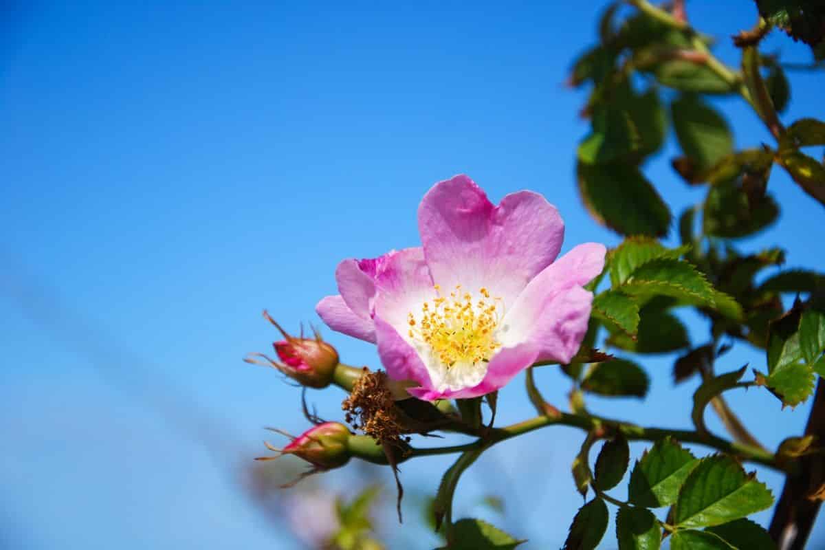 Complex interplay of responses when plants experience canopy shading