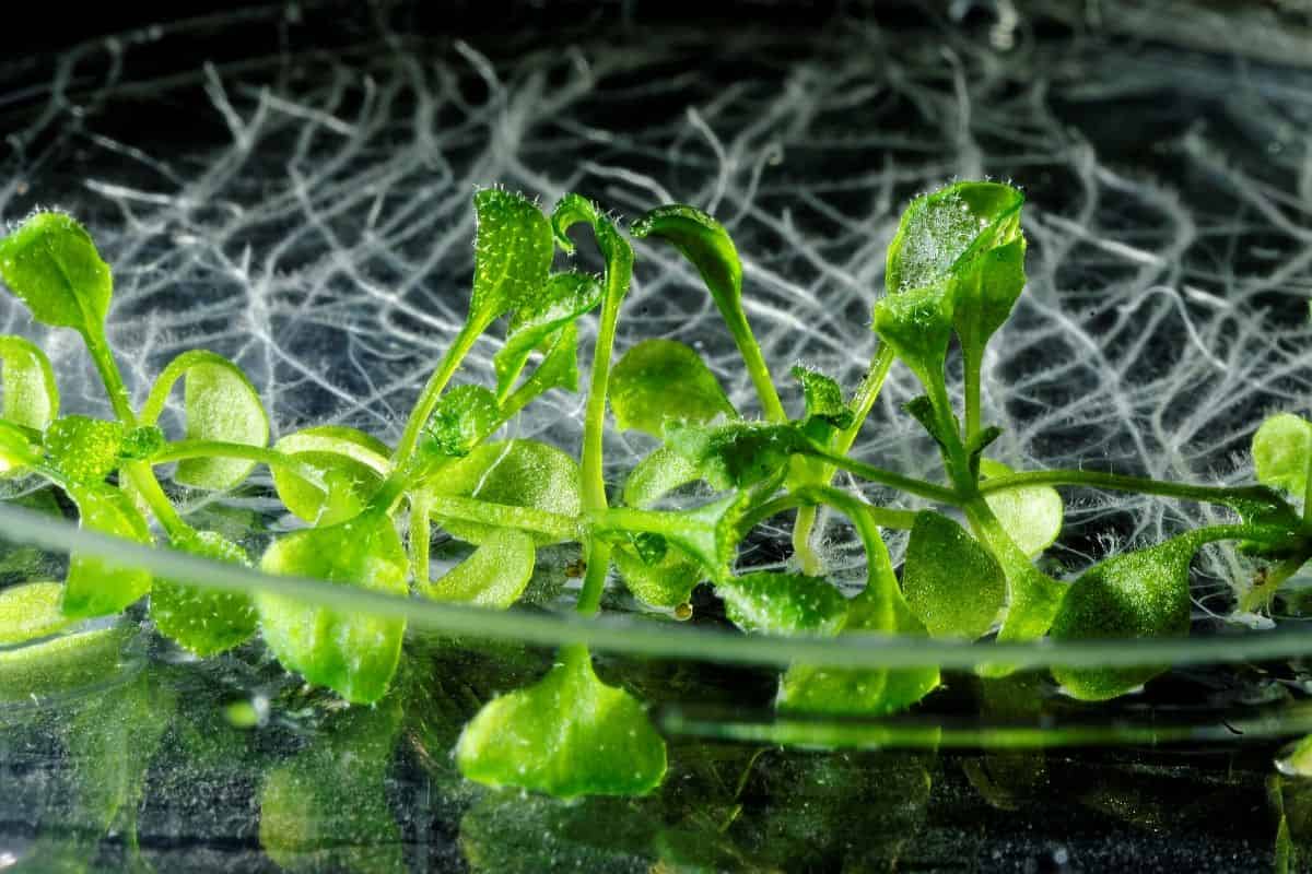 A key protein may help trigger germination in Arabidopsis seeds