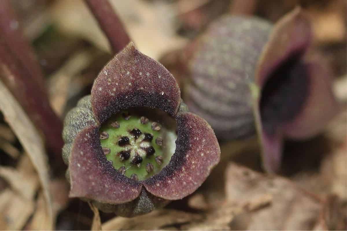 How is flower diversity produced? Insights from Asarum