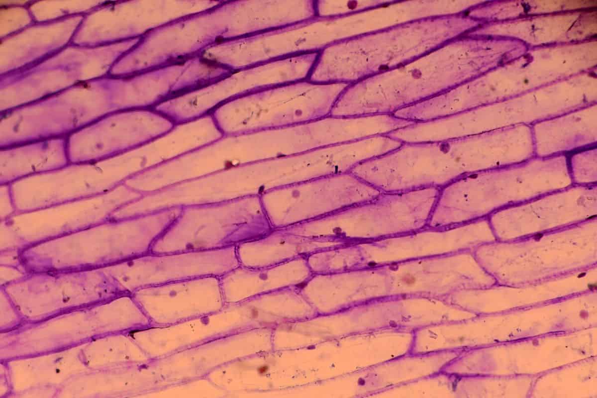 Plants have two ways of giving directions to cell wall builders