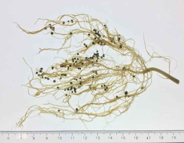 An acceptable elitism? Getting the best out of nitrogen-fixing bacteria