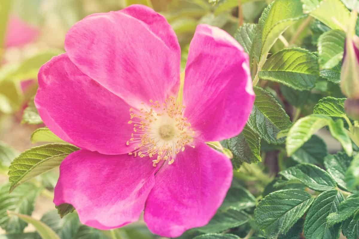 Chromosome evolution in asymmetrical meiosis