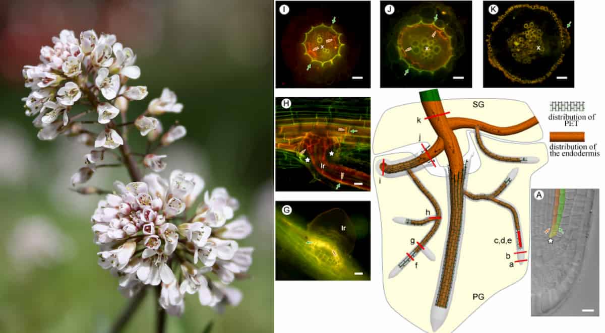 Microscopes and roots: investigating whether cell wall thickenings are phi (Φ) or “C” shaped