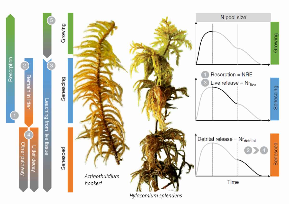 Aging Mosses Can Be Nitrogen Sinks: Tracking Tissue Nitrogen During Senescence