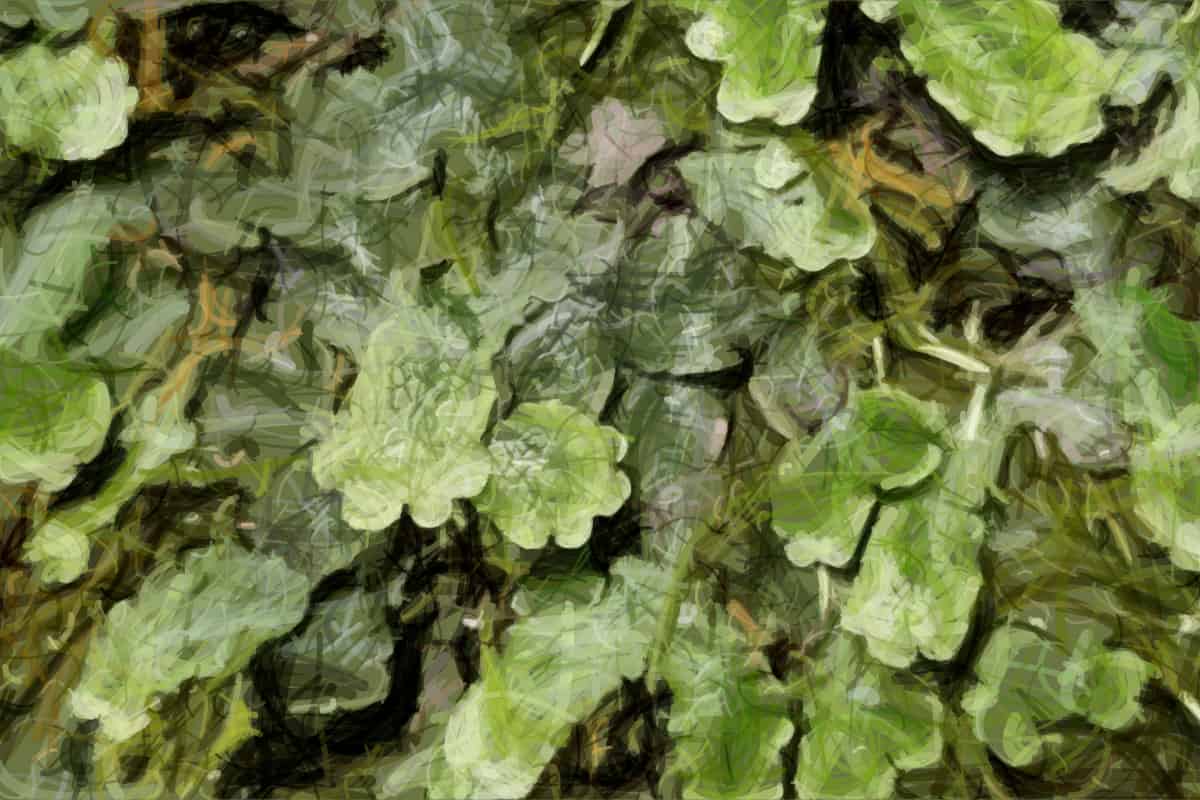 Predominance of L-S Type of rDNA Organization in Liverworts