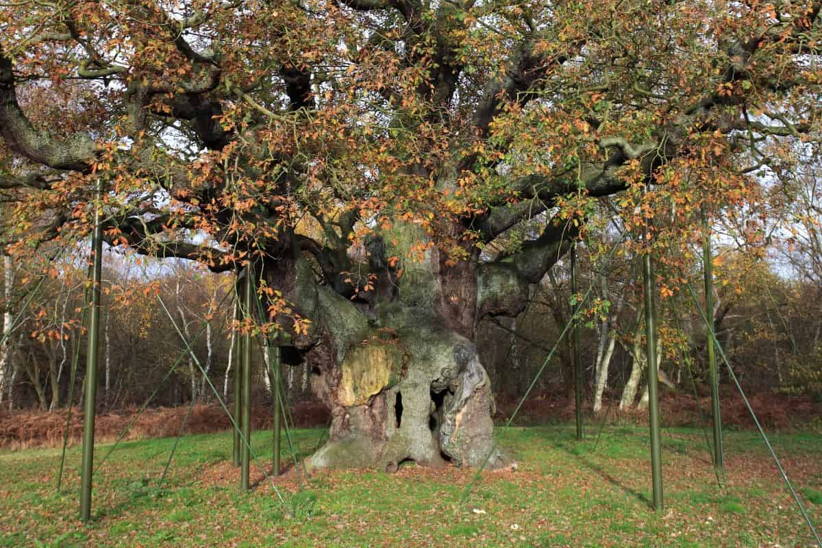 Balancing the battle: how oak trees defend against new pathogens