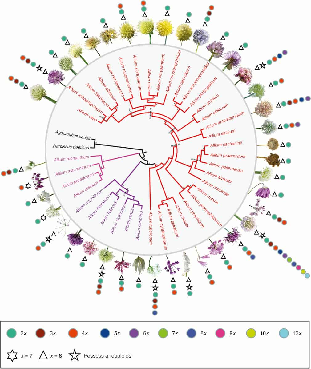 Phylogeny, age and adaptive evolution of genus Allium