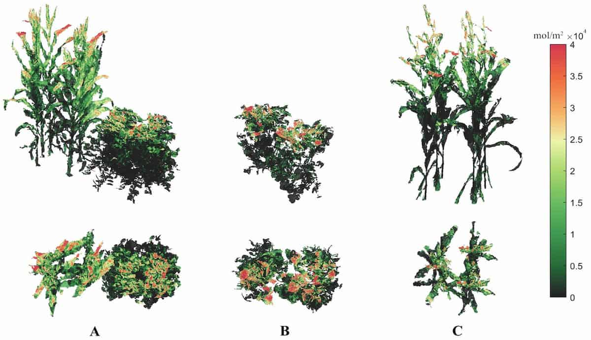 Computer Modelling of Crop Alignments Could Fight Weeds in an Environmentally Way