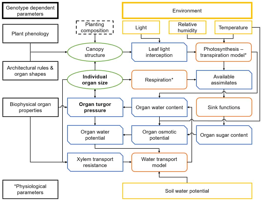 Turgor-Driven Plant Growth Inside a Soybean Functional-Structural Plant Model