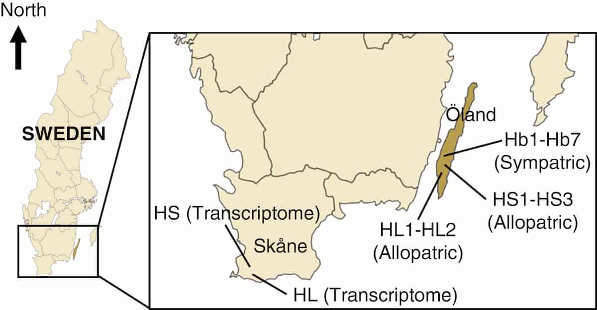 Sympatric moss populations can form true hybrid zones