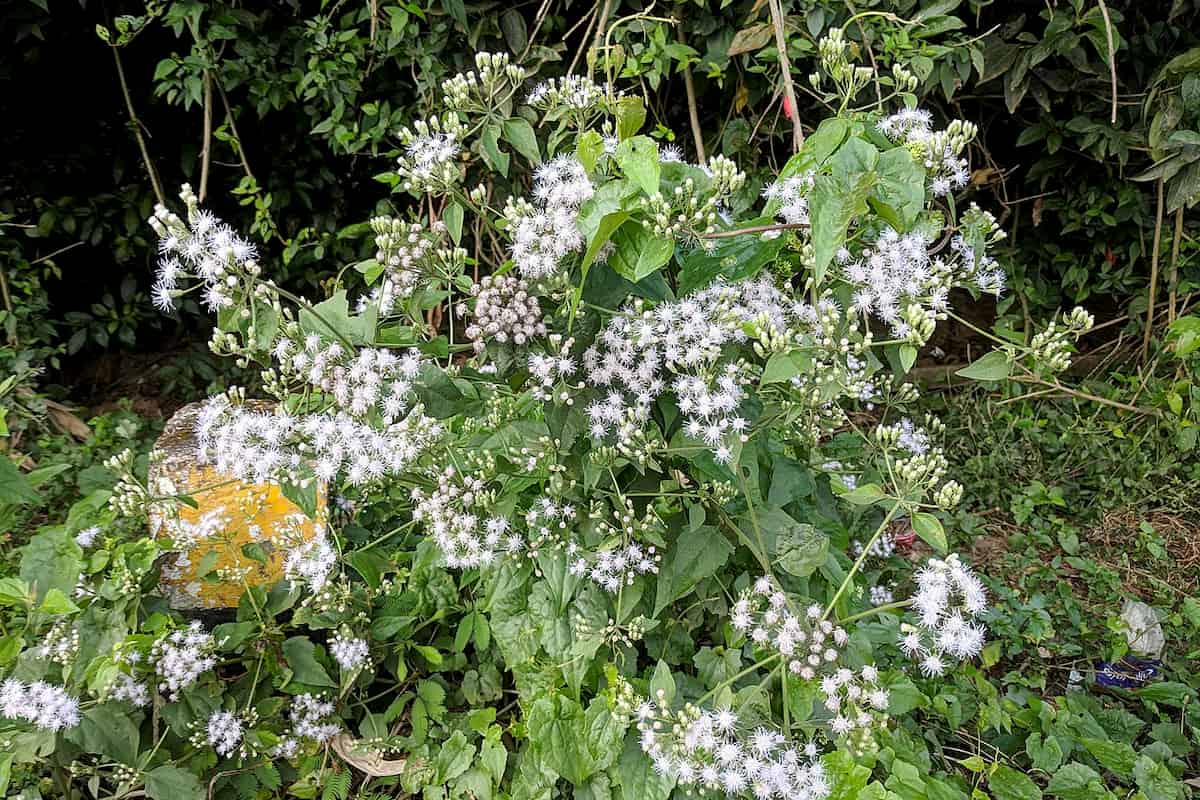 High Gene Flow Shapes the Invasion of the Bitter Vine in Asia