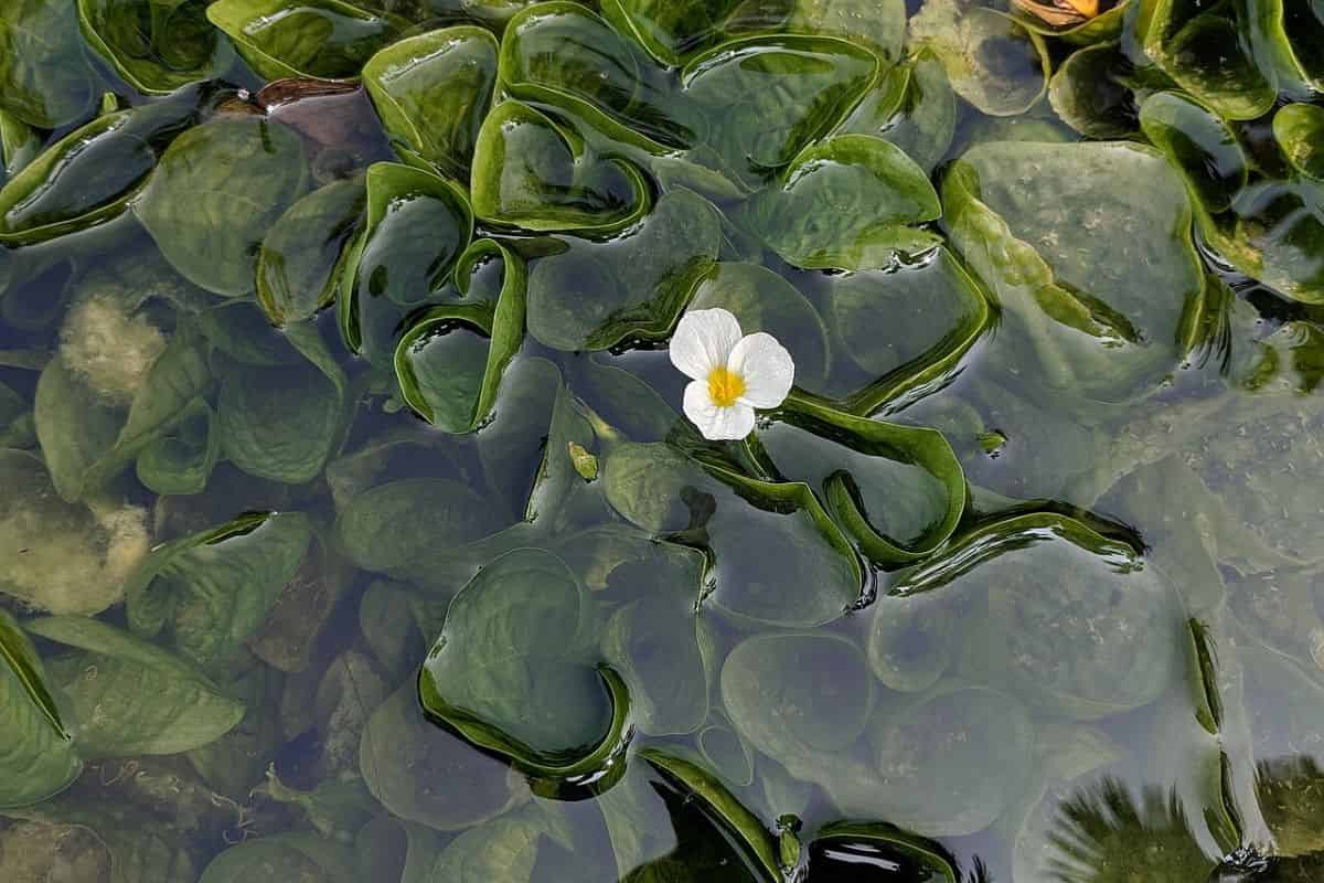 A look at the leaf anatomy of an unusual freshwater aquatic