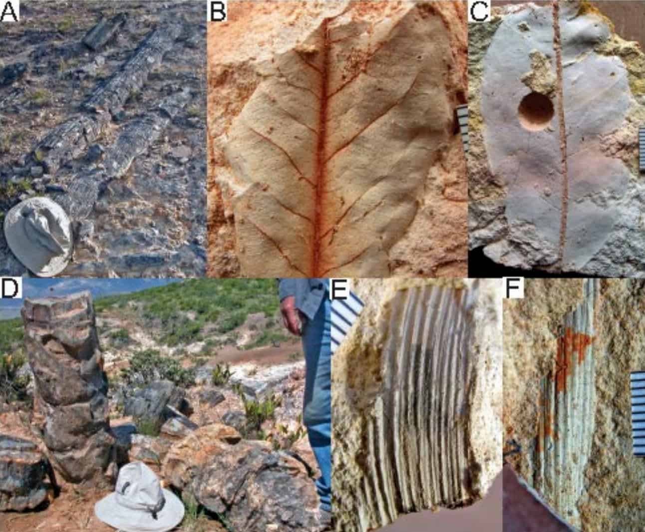 The Piedra Chamana fossil woods and leaves reveal a tropical forest with some water stress