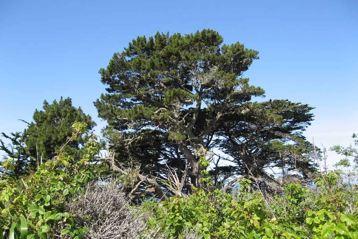 Pinus_radiata