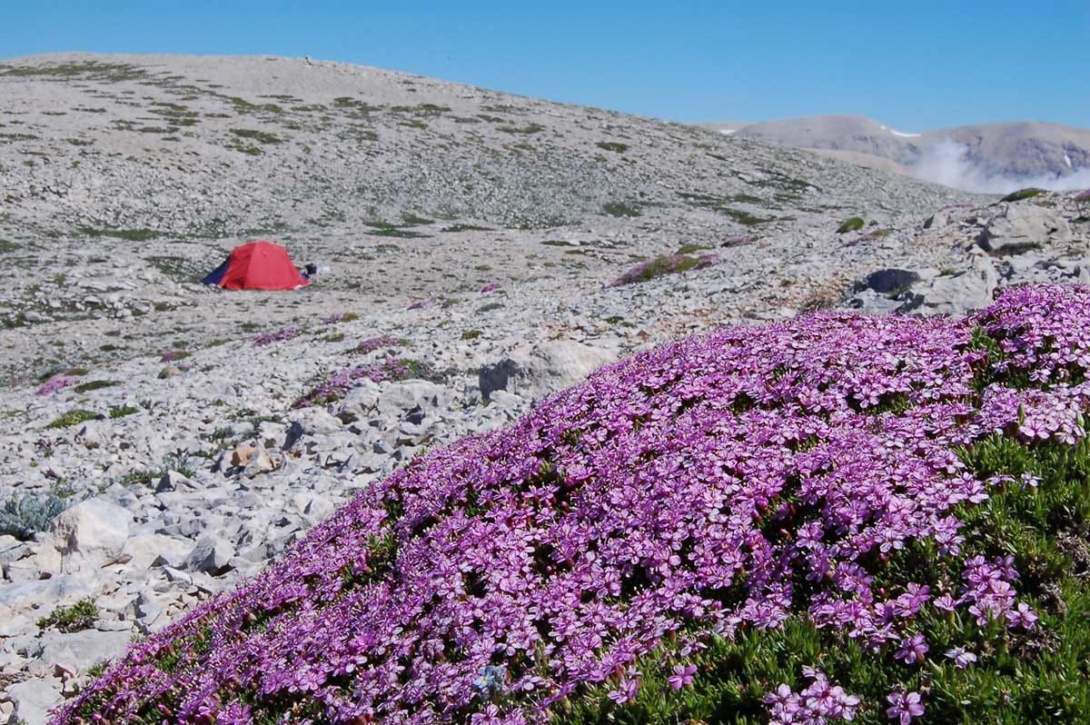 Functional composition of subalpine and alpine vegetation in the Apennine mountains