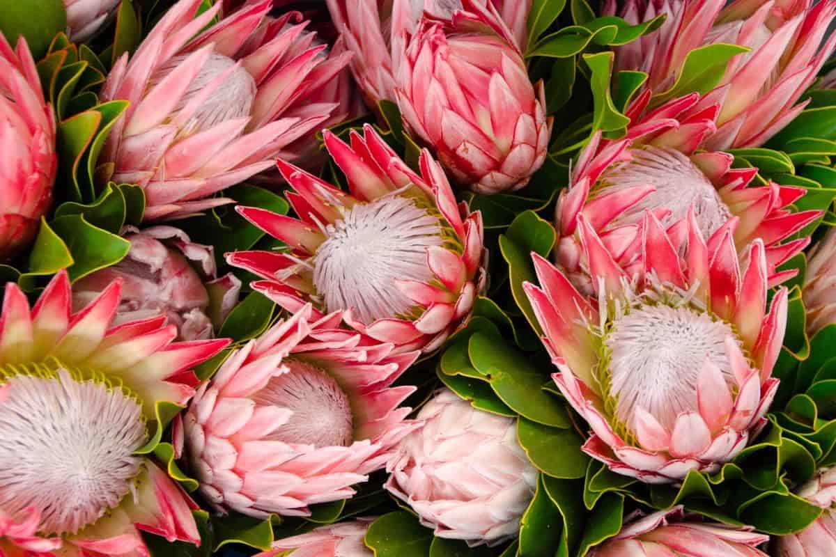 Differences in Protea Traits Add up to Explain Differences in Fitness