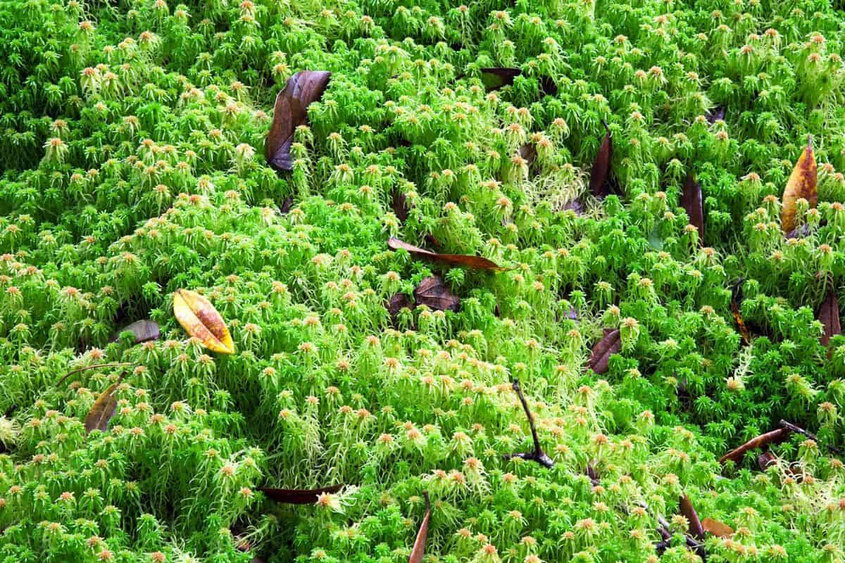 Water Economy Responses to Water Level Drawdown in Sphagnum Mosses