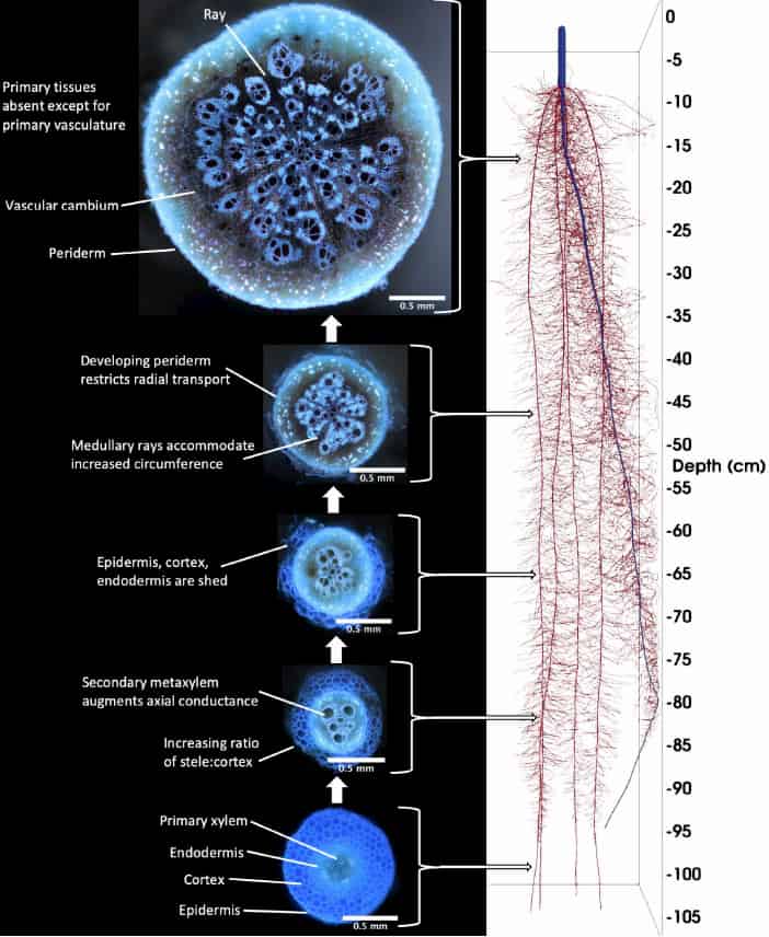 Thicker roots: to grow or not to grow?  Investigating the dynamics of secondary root growth