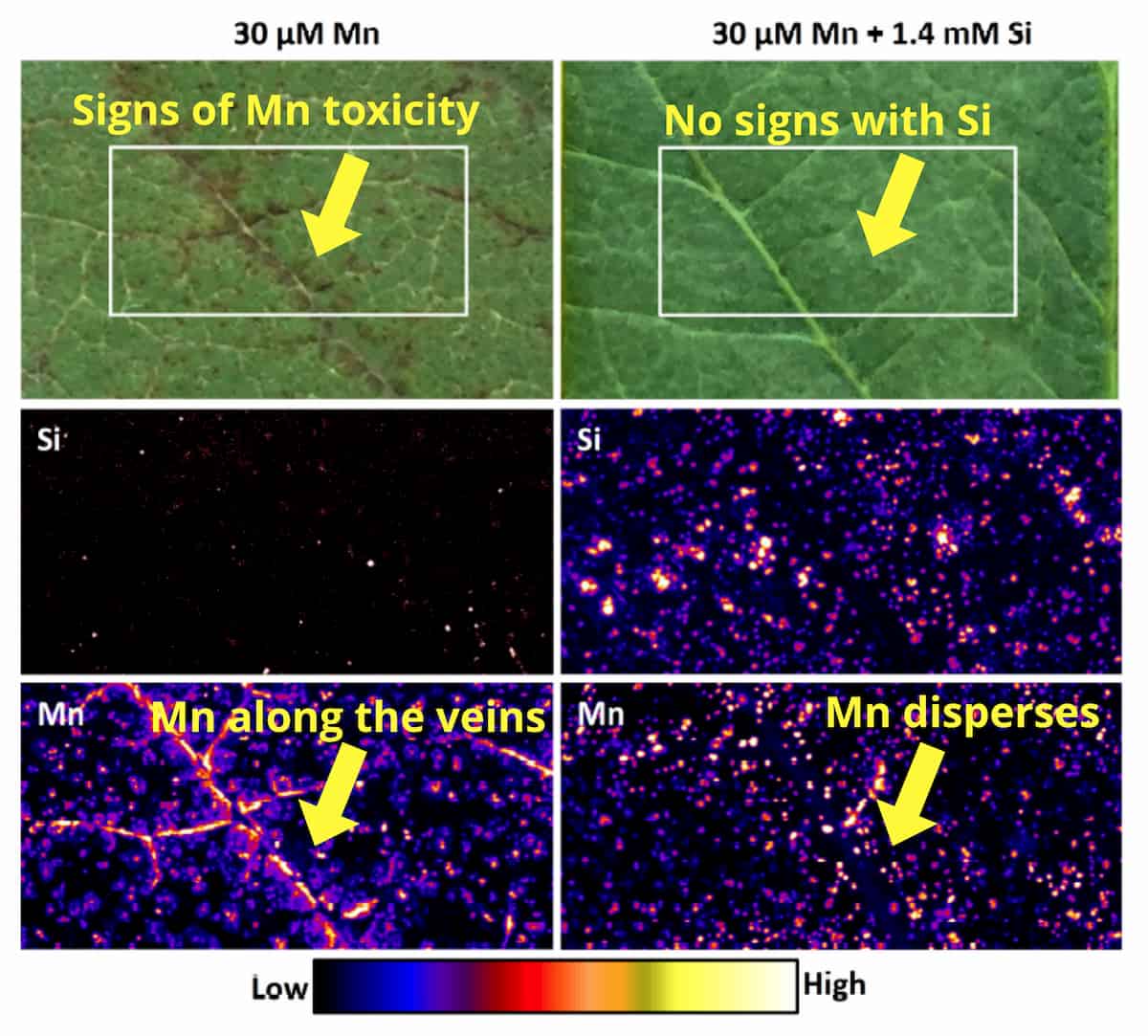 Spectacular speckles: silicon only disguises the signs of manganese toxicity in sunflowers and soybeans