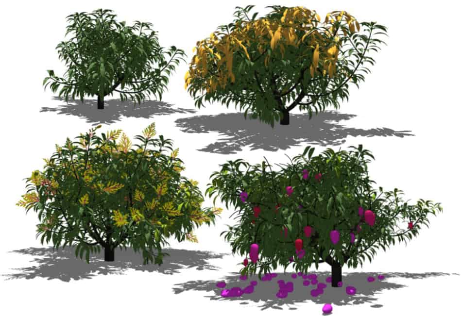 V-Mango model: an intricate 3D simulation of the King of Fruits