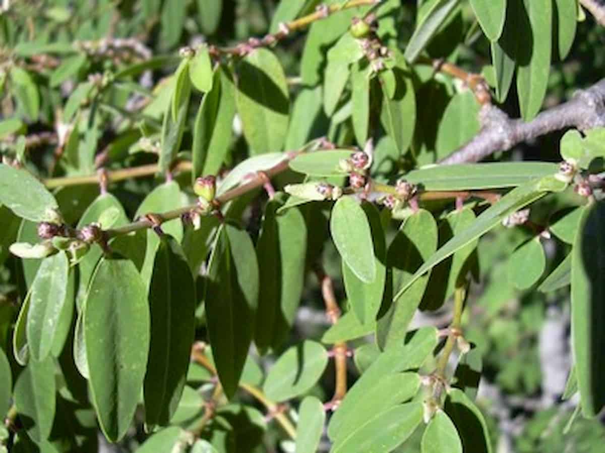 To C4 or not to C4 if you’re a tree? Some possible answers