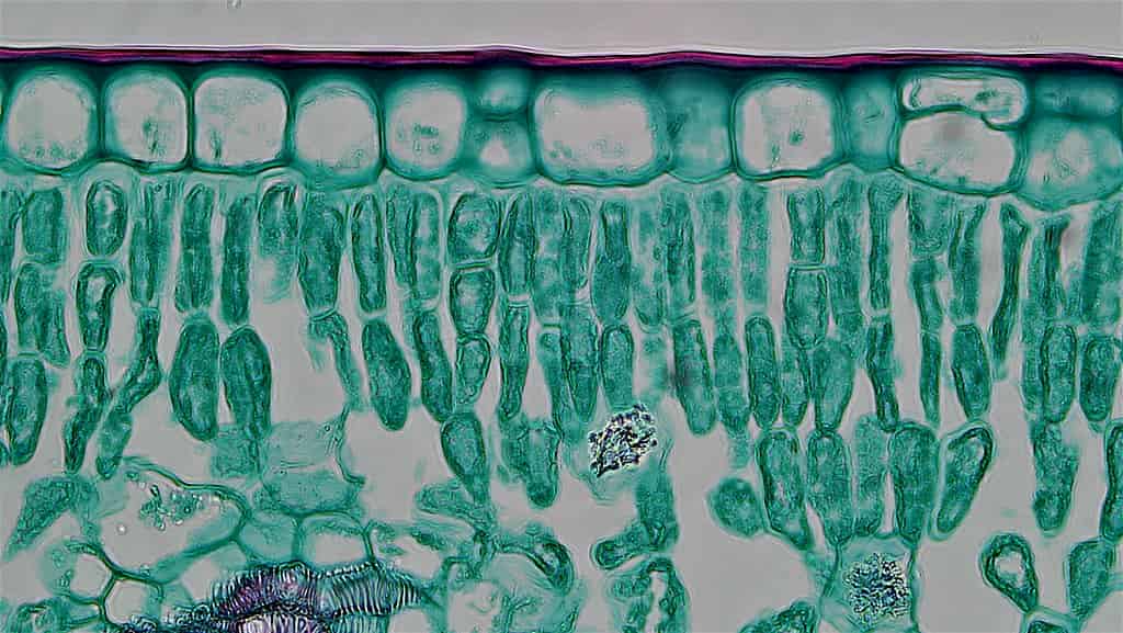 The mystery element: building a variable plant cuticle
